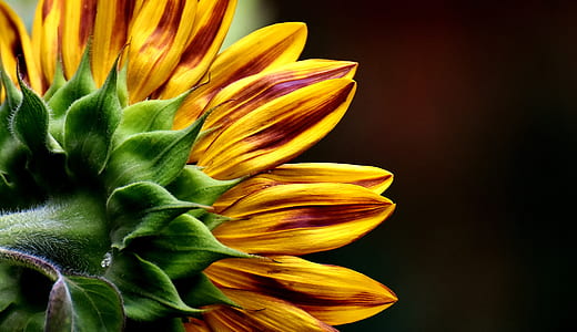 closeup photo of sunflower thumbnail