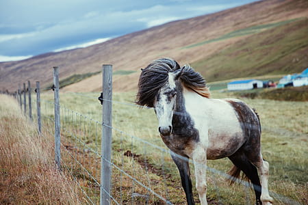A long haired horse standing by fence in the farm doring day time thumbnail