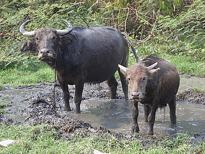 Male water buffalo and calf - Bubalus bubalis in north Thailand thumbnail