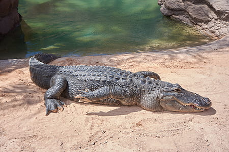 alligator on sand thumbnail