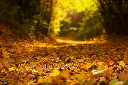 brown leafed plant lot thumbnail