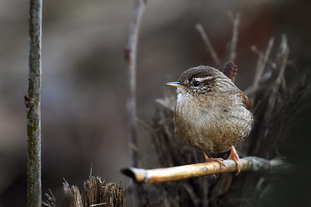 brown and gray wren bird perching on branch of tree thumbnail