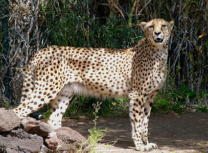 standing Cheetah thumbnail