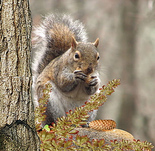 squirrel eating pine cone on brown branch thumbnail