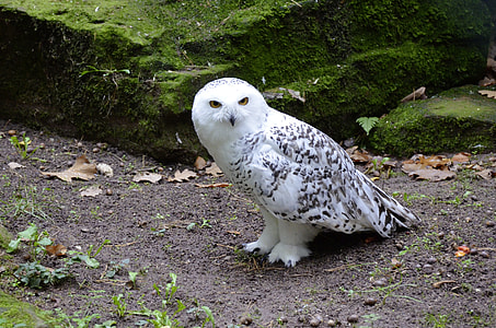white and black owl thumbnail