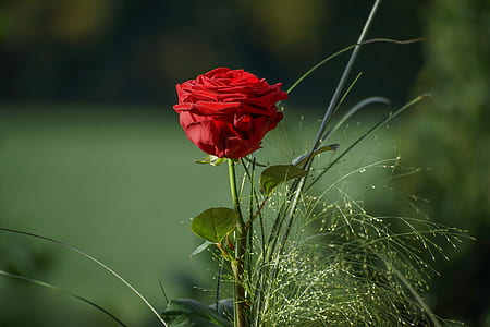 selective focus photography of red rose thumbnail
