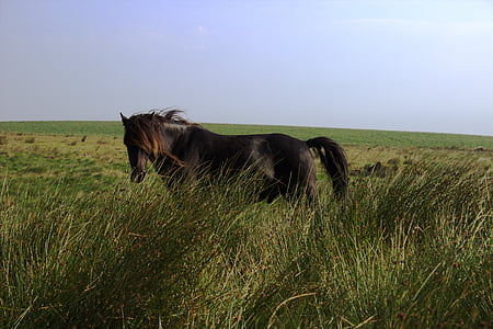 black horse standing on grass thumbnail