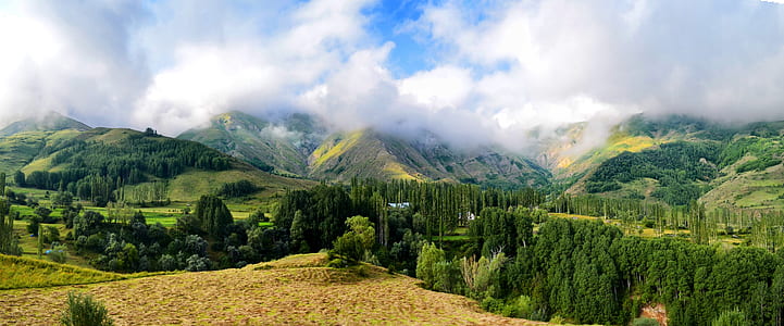 top view of green forest thumbnail