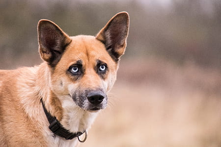 close-up photography of short-coated tan dog thumbnail