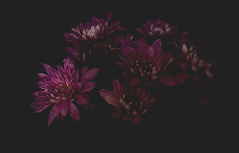 purple flowers on dark area thumbnail