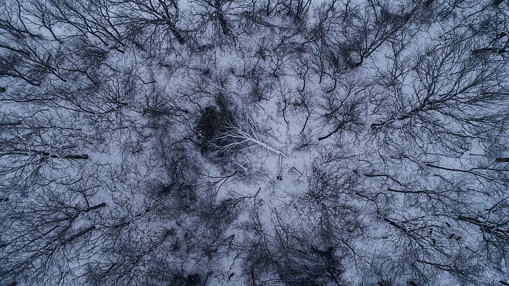 aerial photography of trees