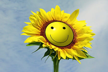 yellow sunflower thumbnail