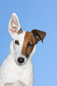 photo of short-coated white and brown dog thumbnail