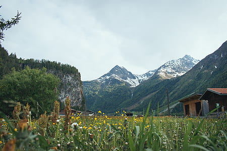 yellow flower field near house, trees, and mountains at daytime thumbnail