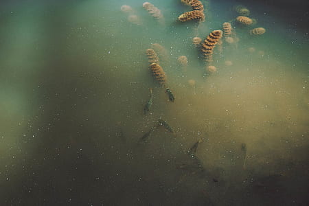 school of gray fish thumbnail
