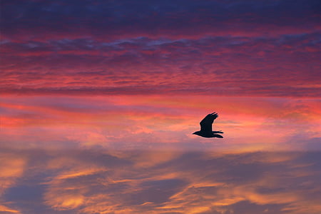 black bird under orange sky thumbnail