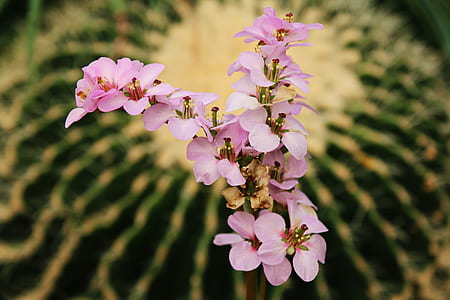 pink flowers thumbnail