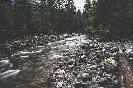 river between rocks and pine trees thumbnail