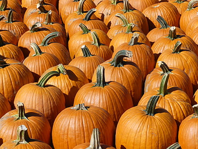 arranged orange pumpkins at daytime thumbnail