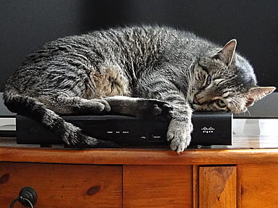 gray cat laying on black setup box thumbnail