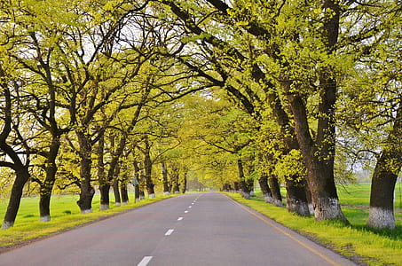 grey concrete road between green trees during daytime thumbnail