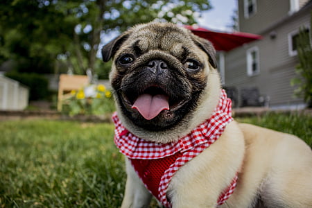 pawn Pug on green grassland thumbnail