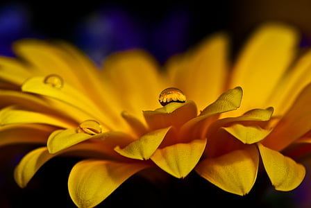 selective focus photography of yellow sunflower thumbnail