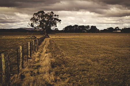 brown grass fields with fences thumbnail