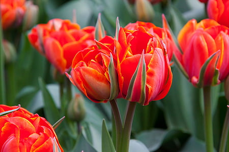 closeup photography of red petaled flowers thumbnail