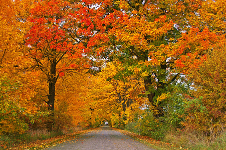 road between brown leaf trees thumbnail