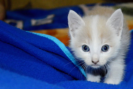 closeup photo of short-fur brown kitten thumbnail