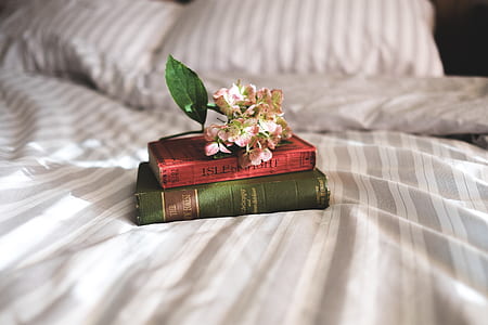 pink petaled flowers on two red and green books thumbnail