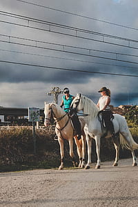 road, people, storm, animal thumbnail