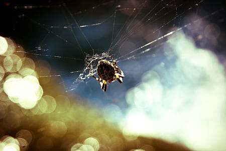animal, insect, cobweb, spider thumbnail