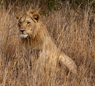 Lion photo thumbnail