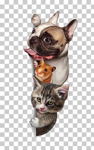 Dog Cat Budgerigar Pet sitting, Cute dogs and cats, silver pug, Guinea pig, and gray tabby cat PNG clipart
