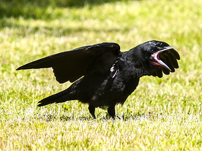 black crow standing on green grass thumbnail