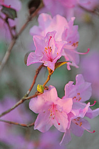 shallow focus photography of flowers thumbnail