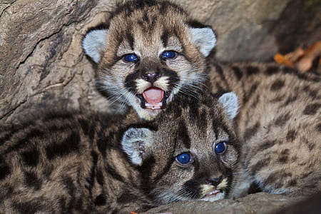 leopard cubs thumbnail