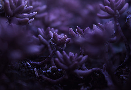 macro shot photography of purple plants thumbnail