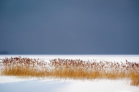 brown leaf plants on white coated snow road thumbnail