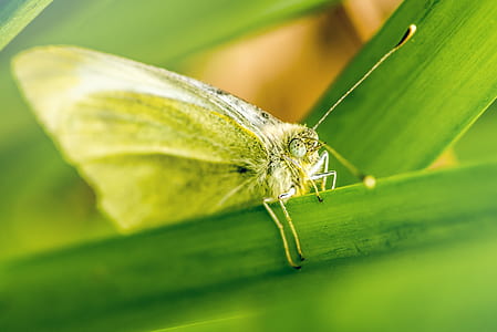 closeup photo of yellow butterfly on leaf thumbnail