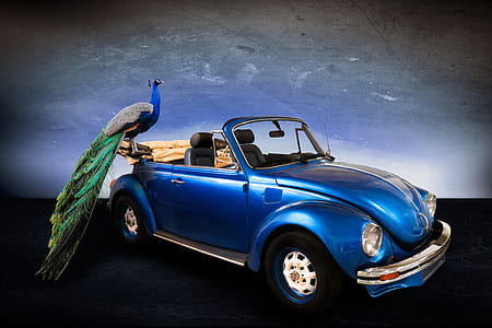 blue Volkswagen Beetle and peacock thumbnail