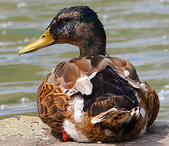 macro photography of brown and black duck thumbnail