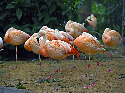 flock of Flamingos standing on green grass thumbnail