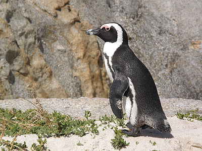 penguin thumbnail
