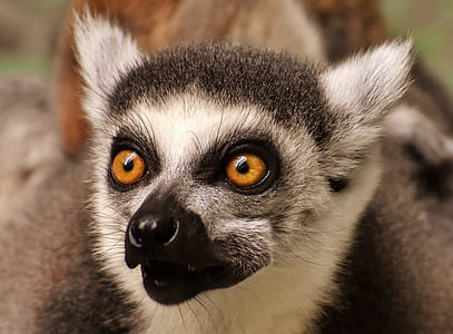 shallow focus of black and gray lemur thumbnail
