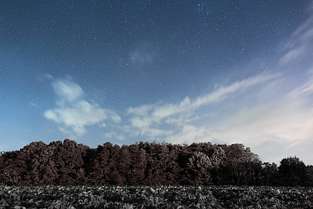 brown forest trees under blue sky thumbnail