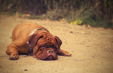 adult tan French mastiff lying on brown soil during daytime close-up photo thumbnail