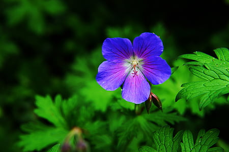 close up photo of purple petaled flower in bloom thumbnail